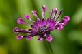 007 Kapmargerite - Cape marguerite - Osteospermum ecklonis